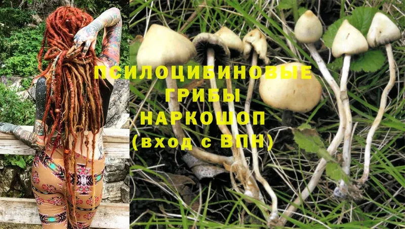 Псилоцибиновые грибы Cubensis  Полярные Зори 